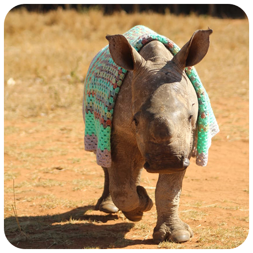 Binti, the baby rhino